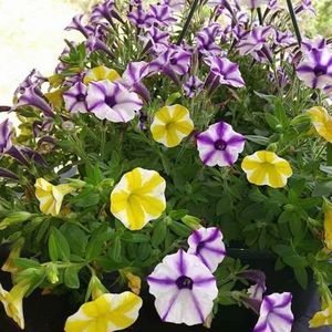 Meet your Posher, Rhonda